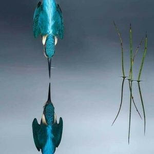 Meet your Posher, Brenda